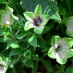 【春から秋まで長く咲く花】ペチュニアを切り戻してたくさんの花を咲かせよう！