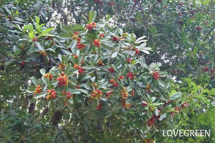 ヤマモモ（ワックスベリー） 学名：Myrica rubra 英語：Waxberry（ ワックスベリー） 科名：ヤマモモ科 収穫期：6月~7月 ヤマモモは英名をWaxberry （ワックスベリー）と言う、常緑高木です。庭木として育てられます。雌雄異株で雌株に果実が実ります。初夏に赤黒く熟した果実は少しの酸味と甘みがあり、生食の他ジャムやジュースなどにして楽しめます。直径1~1.5cm程度の小さな果実の中には硬くて大きなタネが入っているので勢いよく噛まないように気を付けましょう。