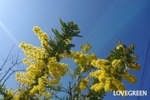 庭木におすすめの常緑樹40種|低木、中木、おしゃれな木 | LOVEGREEN(ラブグリーン)