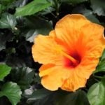 ハイビスカスは、トロピカルな雰囲気の代表とも言える植物。初心者でも華やかな花が楽しめることもあり、熱帯花木の中でも特に人気があります。今回は、花がら摘みと剪定の時期や方法について紹介していきます。