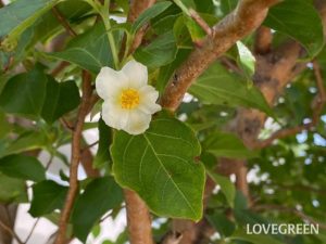 夏椿（シャラの木）の花言葉｜花の特徴、名前や花言葉の由来、種類 | LOVEGREEN(ラブグリーン)