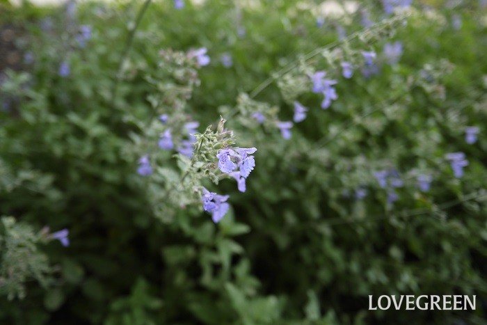 花期： 4月～10月 分類：多年草 キャットミントは淡い紫色の花が可愛い多年草です。こんもりと茂るように花を咲かせます。触れると香りが良いのが特徴です。