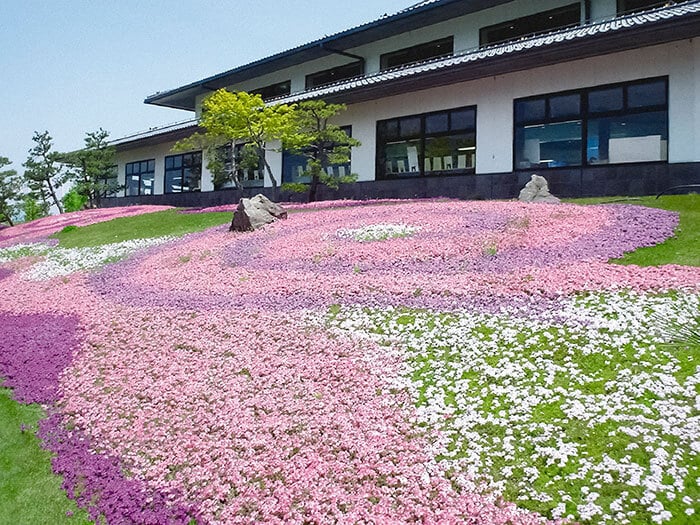 秋から始める雑草対策 春の雑草を軽減するグランドカバー タピアン の凄すぎる魅力 Lovegreen ラブグリーン