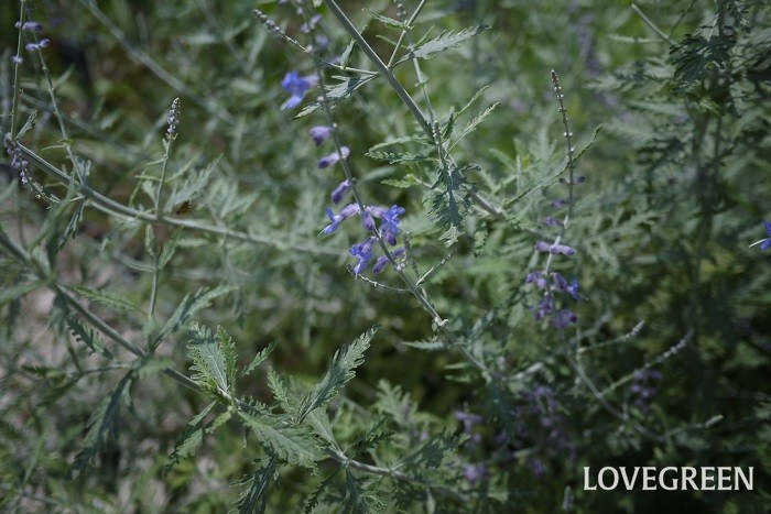 科名：シソ科 分類：多年草 ロシアンセージは青く小さな花を咲かせるシソ科の多年草です。夏から秋まで咲き続けます。
