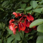 アメリカデイゴ（カイコウズ）の育て方・栽培方法 | LOVEGREEN(ラブ