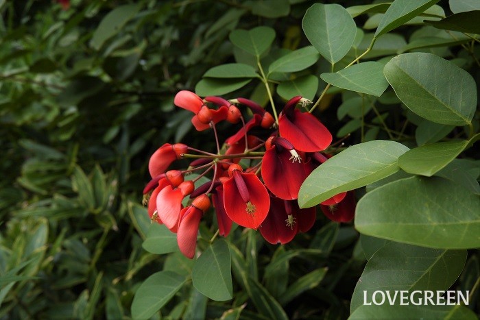 科名：マメ科 分類：落葉高木 デイゴは真赤な花を咲かせるマメ科の落葉高木です。耐寒性が弱い花木です。