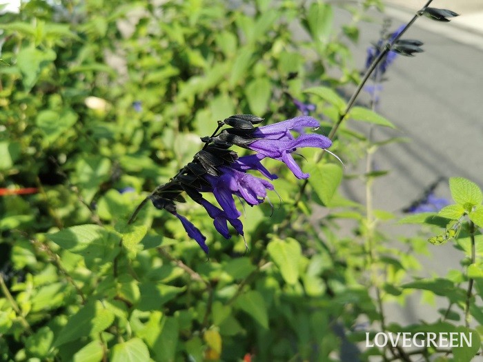 科名：シソ科 分類：多年草 メドーセージは青紫色の花が印象的なセージです。夏から秋まで咲き続けます。