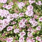 タイムの花言葉や種類、特徴をご紹介！タイムは、独特な清々しい香りがするハーブ。古くから食用や薬用として用いられ親しまれています。