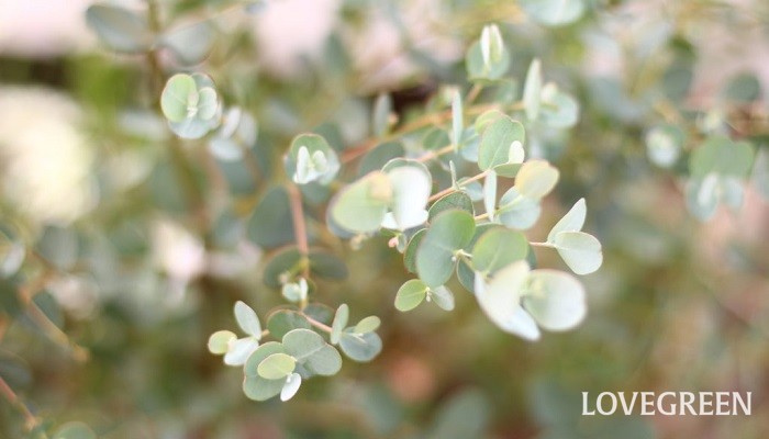 ユーカリの花言葉や種類、特徴をご紹介！ユーカリは、シルバーリーフが美しい常緑高木。香りも良く、庭木としてはもちろん、生花やドライフラワー、精油としても人気があります。