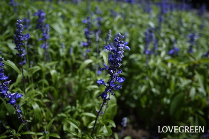 科名：シソ科 分類：多年草（一年草） ブルーサルビアは夏から秋まで咲き続ける花です。涼し気な青い花が人気です。