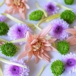 菊の花の育て方や花言葉、さらに花の咲く季節や見頃の季節、菊の種類、菊が縁起が良いと言われる理由など。菊について詳しく紹介します。