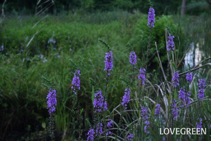 科名：ミソハギ科 分類：多年草 ミソハギは湿地を好む多年草です。真直ぐに伸びた茎と紫色の花が可愛らしい植物です。