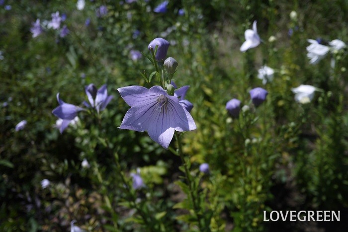 科名：キキョウ科 分類：多年草 キキョウは紫がかった青い花を咲かせる多年草です。キキョウも秋の七草に数えられます。