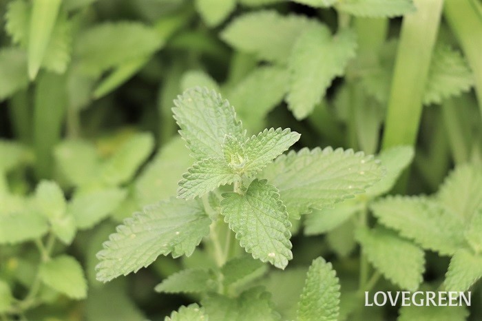 キャットミント ネペタ の花言葉 種類 特徴 色別の花言葉 Lovegreen ラブグリーン
