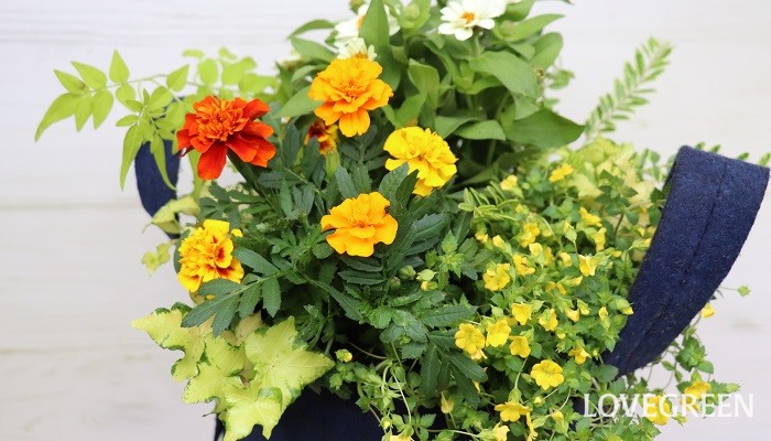 夏の寄せ植え おすすめの花 作り方と管理のコツ Lovegreen ラブグリーン