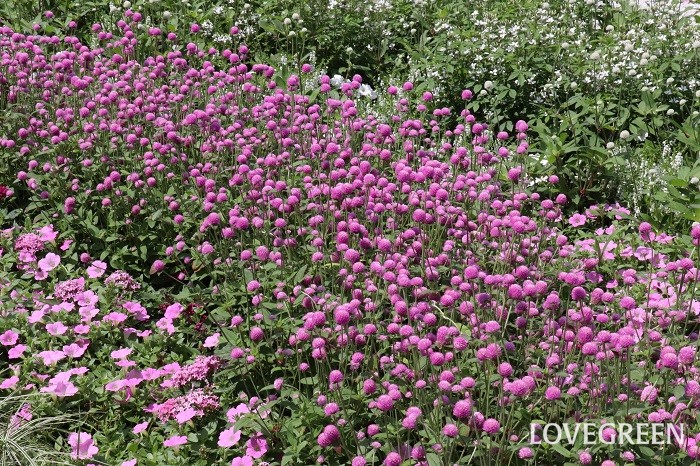 和の庭のピンク色に見える部分には、センニチコウ、ペチュニア’さくらさくら’、ペンタス’ラッキースターピンク’と’ラッキースターバイオレット’（M＆Bフローラ）、アンゲロニア、ニチニチソウなどが使われています。