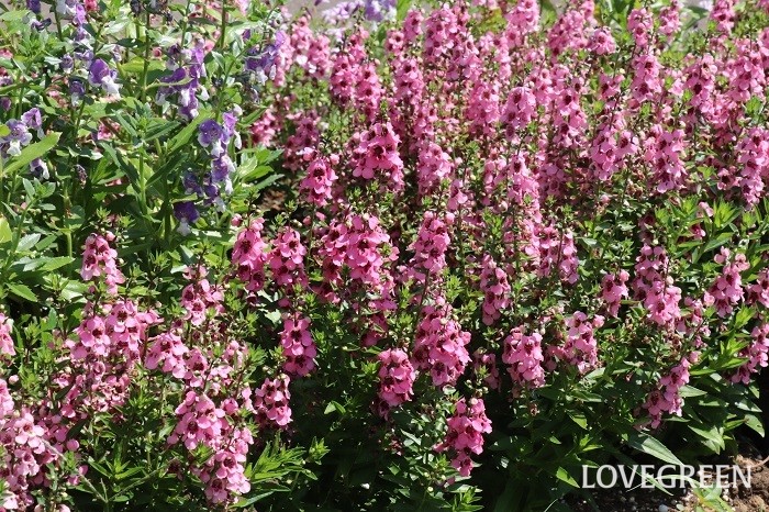 和の庭  アンゲロニアの花色は紫色やピンク、白、二色混ざったタイプなどがあります。くせが無い爽やかな花なのでどんな花とも合わせやすいです。写真はアンゲロニア’セレニータピンク’（M＆Bフローラ）です。