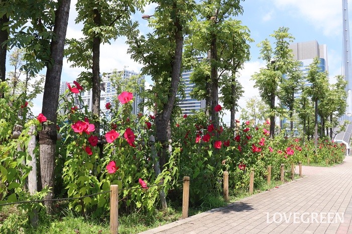 敷地内に大輪の赤い花が華やかに咲いている姿が目立ちました。赤塚植物園の「タイタンビカス」です。