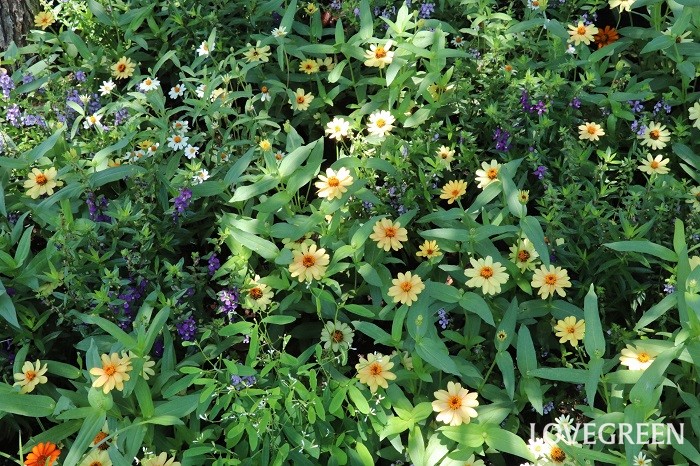 情熱の庭  ジニア’プロフュージョン’は、丈夫で病気に強く、花径約6cmほどの花が夏から秋まで咲き続けます。花が咲き終わると、咲き終わった花を覆い隠すように新しい花が咲く性質（セルフクリーニング性）があります。写真はジニア’プロフュージョンアプリコット’（サカタのタネ）です。