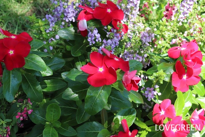 情熱の庭  写真は、ニチニチソウ’タイタンレッド’（M＆Bフローラ）。花が大きく、耐暑性、連続開花性に優れています。紫のアンゲロニアとの組み合わせが情熱的で美しく、印象的でした。