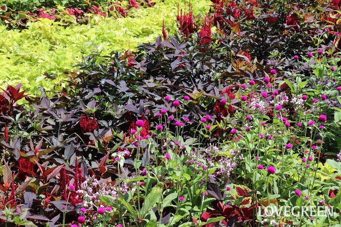 情熱の庭  こちらは、イポメア’ブラッキー’（イチローカンパニー）。カエデの葉の形をした銅葉色イポメアです。情熱の庭で、ライム色と銅葉色のコントラストがダイナミックに作られていました。