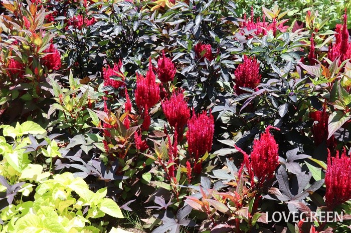 赤い花はケイトウ。サカタのタネの「ケイトウ’チャイナタウン’」と「ケイトウ’レッドクリフ’」です。情熱的な赤い花穂と、銅葉色の葉が美しく存在感たっぷりです。