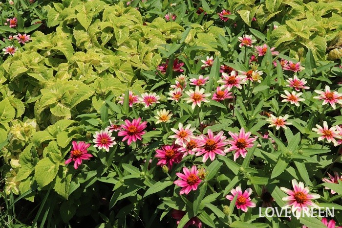 こちらは、「ジニアプロフュージョン’ピンクバイカラー’」とライム色の「コリウス’ハイウェイ’」の組み合わせ。同じ草花でも色合わせが違うと全く違う雰囲気が作れますね。