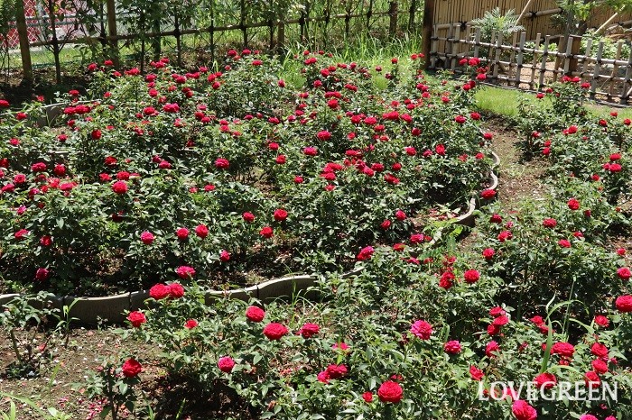 そして暑い中、真っ赤なバラが見事に咲いているエリアをみつけました。高松商事の「トゥルーブルーム」の「レッドキャプテン」という品種のバラです。
