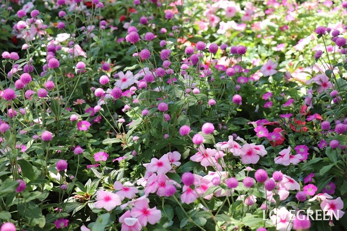 マスコットの周囲にも夏に強い花がたくさん咲いています。マスコットに向かって右側はピンク系で統一。ニチニチソウ、センニチコウ、ペチュニアなどが育っています。