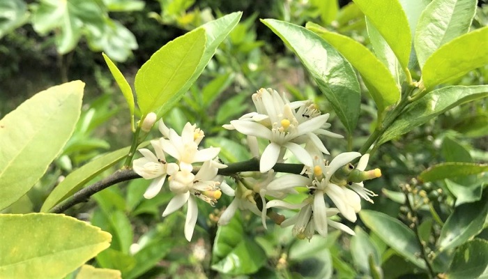 ライムの花言葉 種類 特徴 色別の花言葉 Lovegreen ラブグリーン