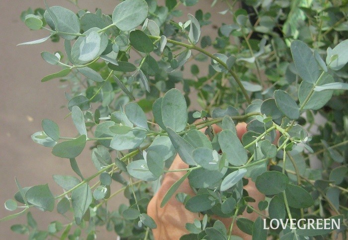 ユーカリの花言葉 種類 特徴 色別の花言葉 Lovegreen ラブグリーン