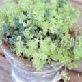 セダムの花言葉や種類、特徴をご紹介！セダムは、日本にも自生する野草。乾燥に強く丈夫で屋上緑化に用いられたり、初心者にも育てやすく人気があります。