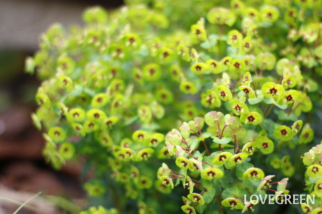 ユーフォルビアの花言葉 種類 特徴 色別の花言葉 Lovegreen ラブグリーン