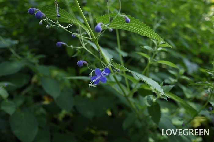 科名：シソ科 分類：多年草 カリがネソウは青く蝶々のような花を咲かせる可愛らしい植物です。夏から秋にかけて開花します。