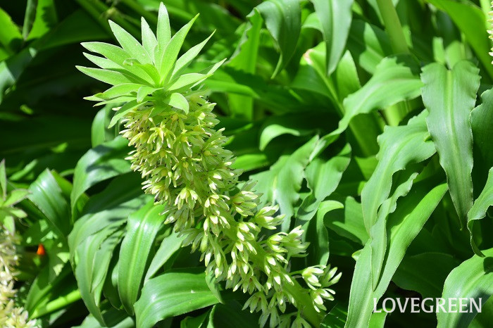 ユーコミス（パイナップルリリー）の開花時期は7月～8月。下葉も大きくて目立つので、庭のフォーカルポイントになります。球根として流通している品種は複数あり、品種によって背丈、花や葉の色、耐寒性に違いがあります。寒冷地以外では、数年間は植えっぱなしで管理が可能です。