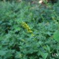 科名：バラ科 分類：多年草 キンミズヒキは黄色の花を細い花茎に連なるように咲かせます。キンミズヒキと言いますが赤い花のミズヒキとは別種です。