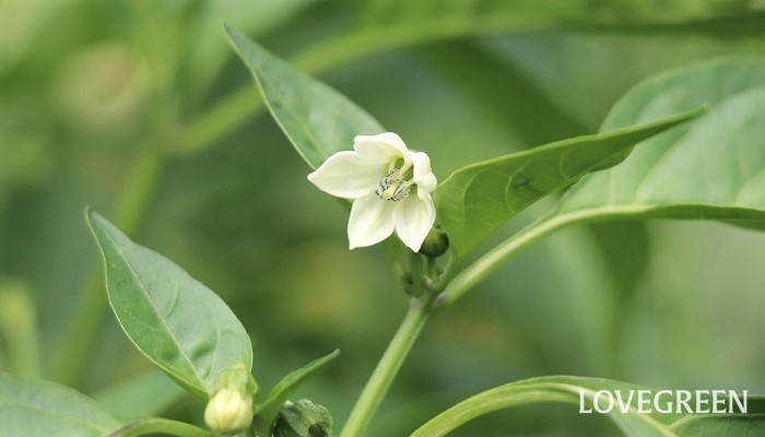 ピーマンの花言葉 種類 特徴 色別の花言葉 Lovegreen ラブグリーン