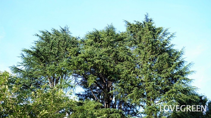 針葉樹とは 針葉樹と広葉樹の違い 種類 育てやすい針葉樹など Lovegreen ラブグリーン