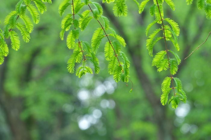 canvaメタセコイア