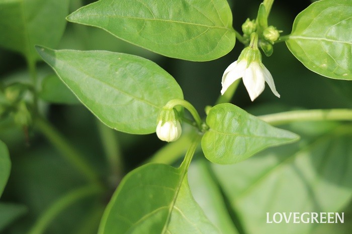 ピーマンの花言葉 種類 特徴 色別の花言葉 Lovegreen ラブグリーン