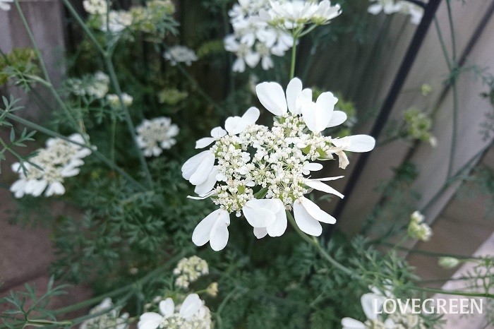 小さい 花 白い 小さな庭と花暮らし「雨の季節に映える白い花」