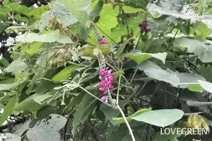 学名：Pueraria lobata 科名・属名：マメ科クズ属 分類：多年草 クズ（葛）の特徴 クズは日本の山野及び街中の公園や空き地などで見かけるつる性の多年草です。秋の七草の一つとしても有名。赤紫色の藤を逆さにしたような花を咲かせます。薬用や食用に利用される傍ら、繁殖力が強く駆除が困難な雑草としても扱われています。  クズのつるは太く丈夫で、3枚の小葉からなる大きな葉を茂らせます。葉や茎に産毛のような細かい毛があります。土中に太い根を伸ばすのも特徴です。  また葉の裏の色は白っぽく、風に吹かれて葉裏が見えることから裏見草（うらみぐさ）と呼ばれ、「恨み」とかけて枕詞に使用されました。