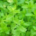 ミントは最もポピュラーなハーブのひとつ。その清涼感のある香りは、お菓子やハーブティー、入浴剤など様々な用途で使われています。ミントの仲間は非常に多く、毎年のように新しい種類が登場しているのですが、今回はそんなミントの品種ごとの特徴と使い方、育て方のちょっとしたコツをお話しします！