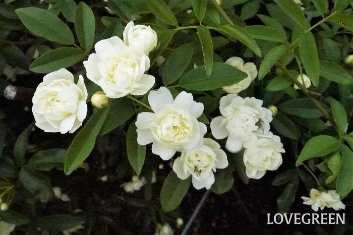 モッコウバラはつる性のバラです。春に香りの良い花を咲かせます。花色は白の他にクリーム色があります。