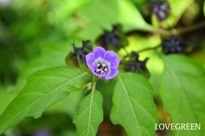 夏に淡い紫色の花が開花した後、黒い萼片につつまれた果実を多数実らせます。