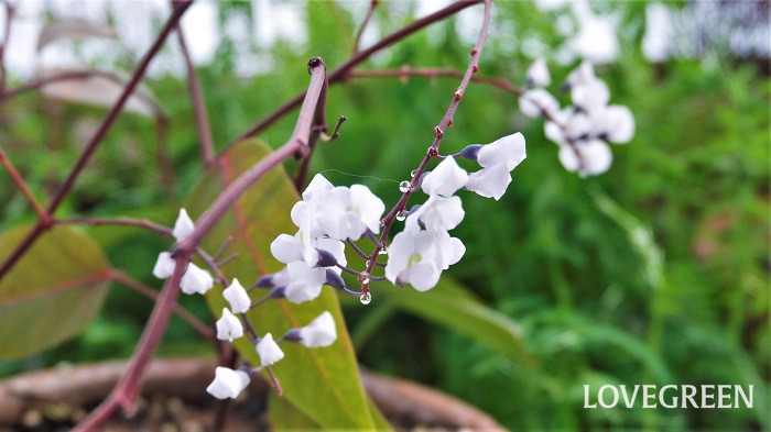 白い花70種を春夏秋冬にわけて写真付きで紹介 白い花の名前がわかります Lovegreen ラブグリーン