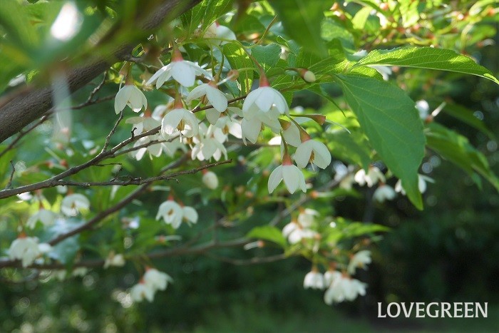 エゴノキは5~6月頃に直径2cmほどの5弁の白い花が鈴なりにぶら下がって咲きます。散り際には独特の美しさがあります。