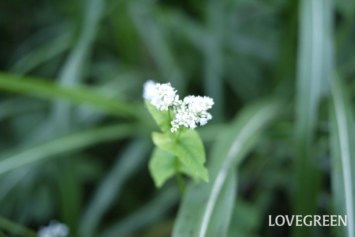 シャクチリソバは白い花を咲かせるタデ科の多年草です。ソバの花に似ているのが名前の由来です。