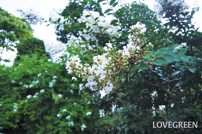 サルスベリは開花期間が長いことから百日紅という別名を持つ落葉高木です。白花の他にピンクや薄紫などがあります。