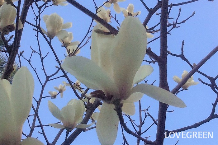 ハクモクレンはモクレン科の落葉高木です。3月～4月に白い美しい花を咲かせます。